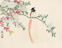 徐聪佑 芙蓉绶带鸟 镜心
