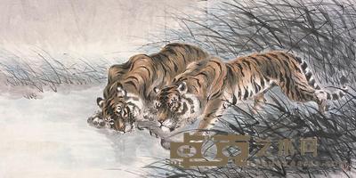 张善孖 虎 镜片 67×132cm