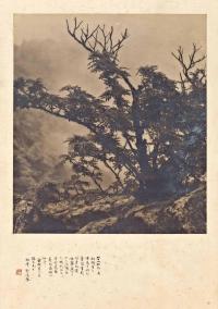 郎静山 1934年作 始信峰顶春树