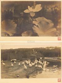 刘半农 1930年代早期作 荷香清远 池畔鹅群 （两幅）