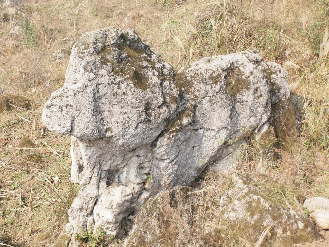 小虎下山