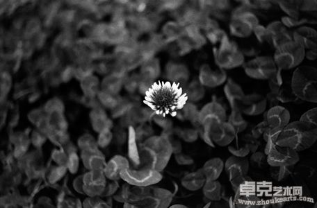 T.肥牛作品 无题2