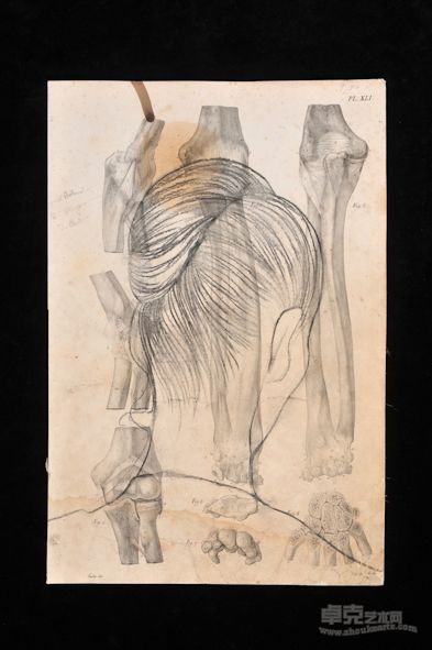 素描系列5，铅笔、炭笔、古老纸张， 55x45 cm, 2011 年