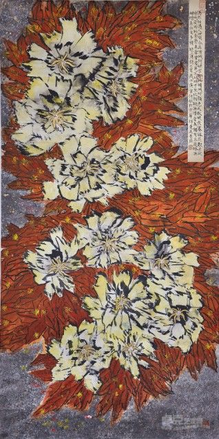 灿红朝百萼140-70cm