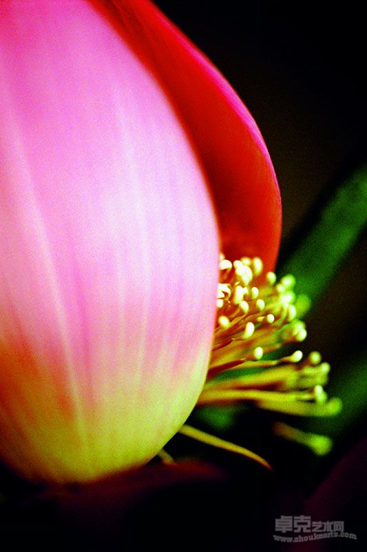 花之灵·性系列 13