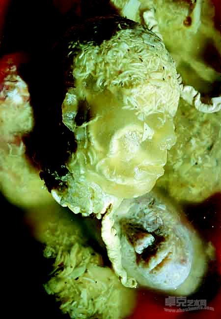 肉皮冻民工 Meat Jelly Mingong,8