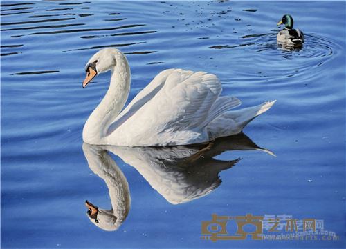 《天鹅》 50×70cm